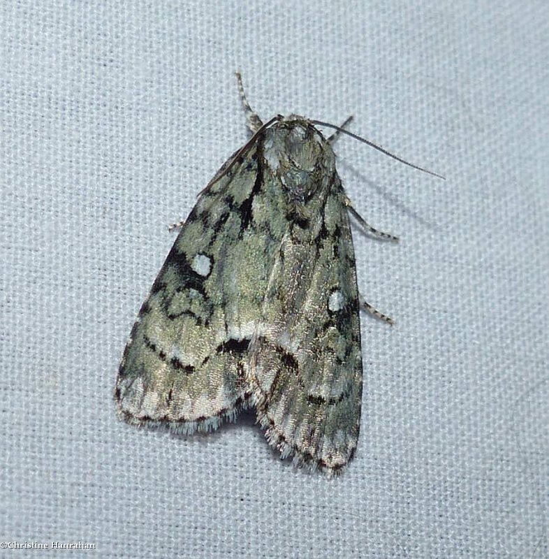 Delightful dagger moth (Acronicta vinnula), #9225