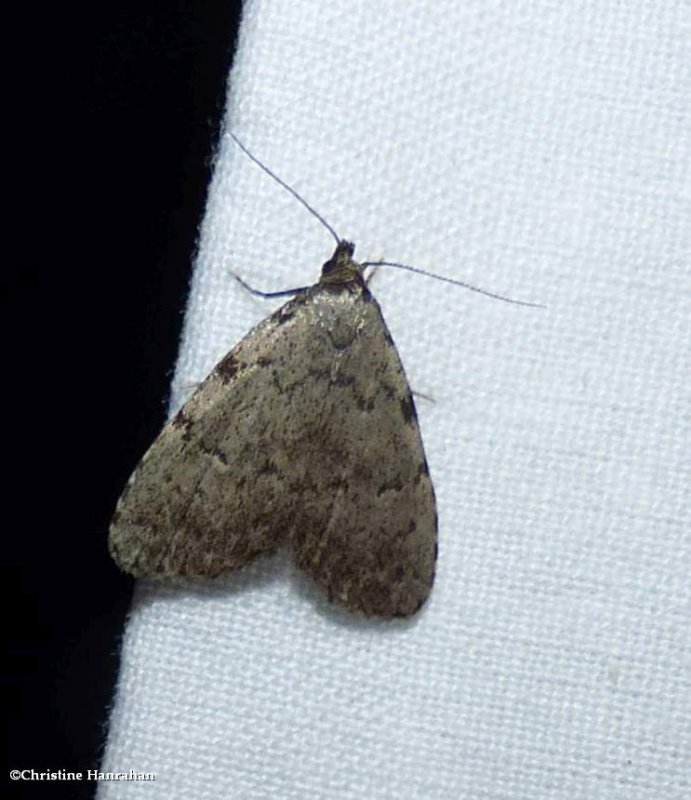 Spot-edged dyspyralis moth (Dyspyralis puncticosta), #8427