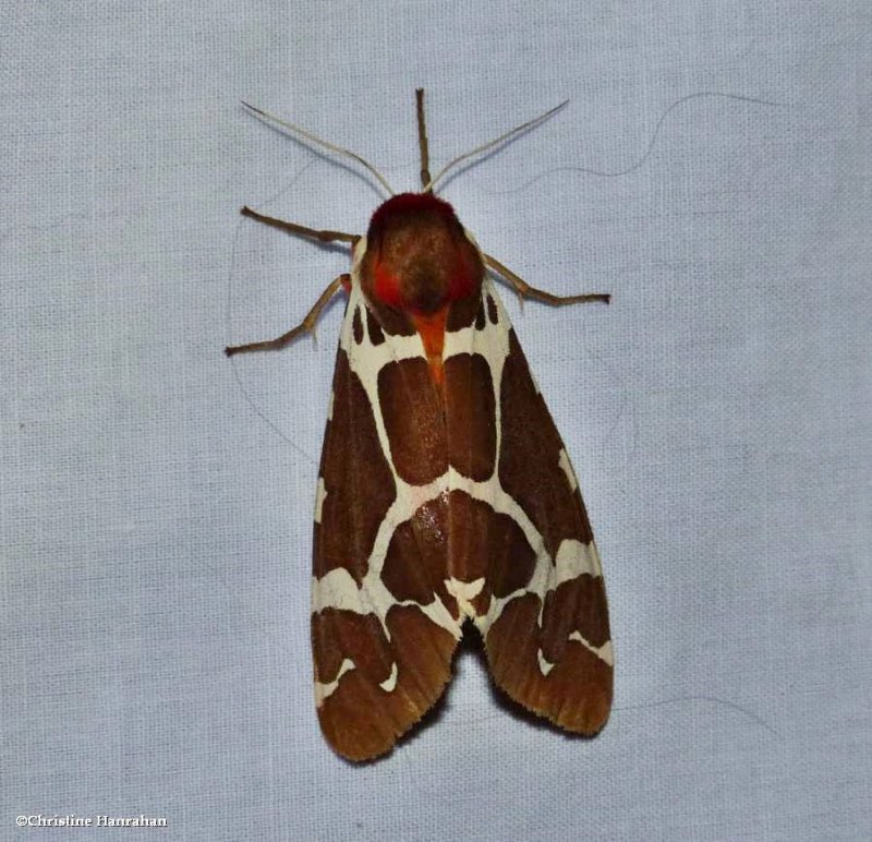 Great tiger moth ( Arctia caja ), #8166 photo - larose forest photos ...