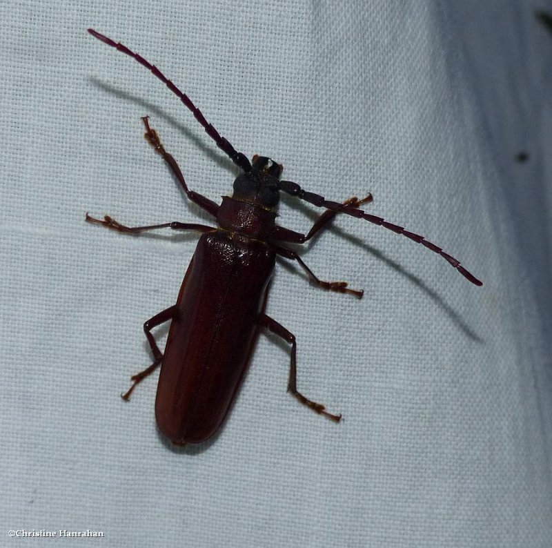 Brown prionid long-horned beetle (Orthosoma brunneum) 