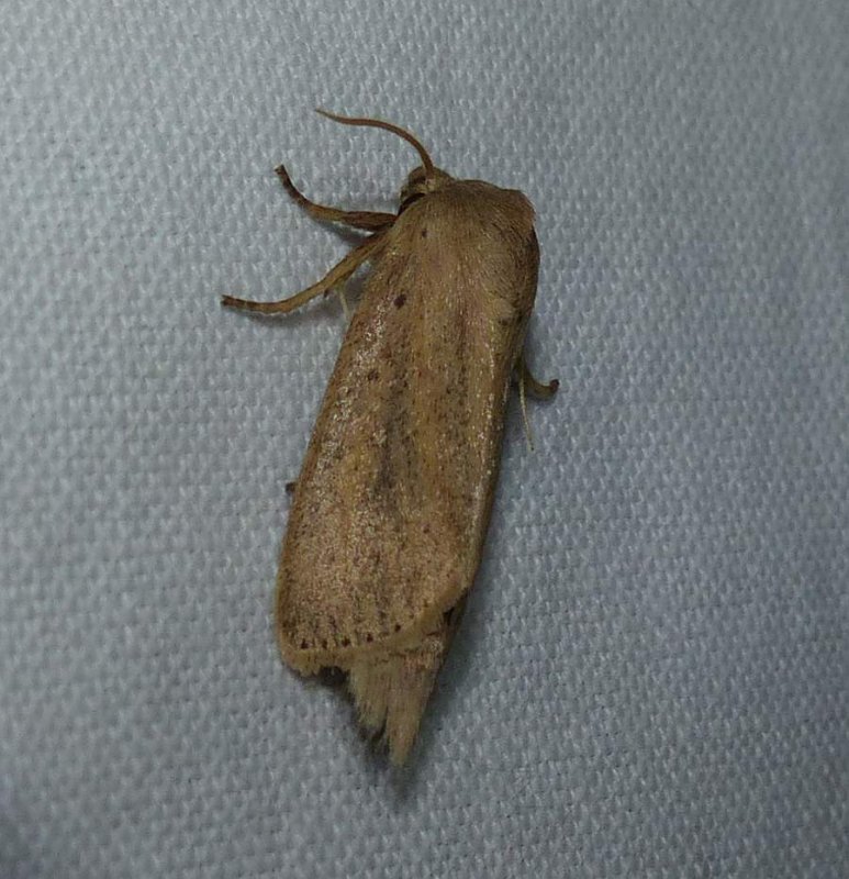 Oblong sedge borer moth (Globia oblonga), #9449