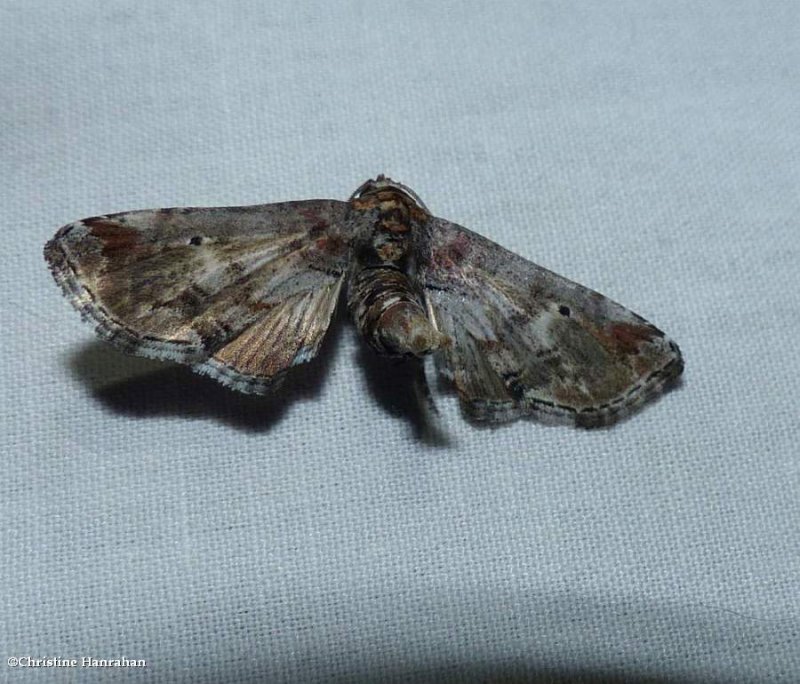 Dark marathyssa moth  ( Marathyssa inficita), #8955