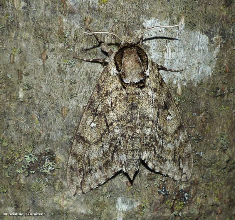 Waved sphinx moth  (Ceratomia undulosa), #7787