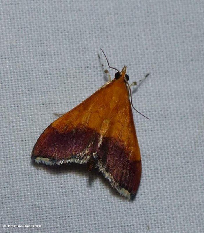Bicolored pyrausta moth (Pyrausta bicoloralis), #5040