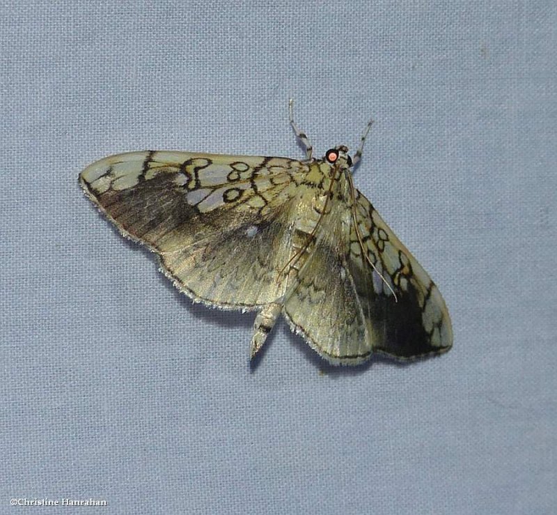Basswood leafroller moth  (Pantographa limata), #5241