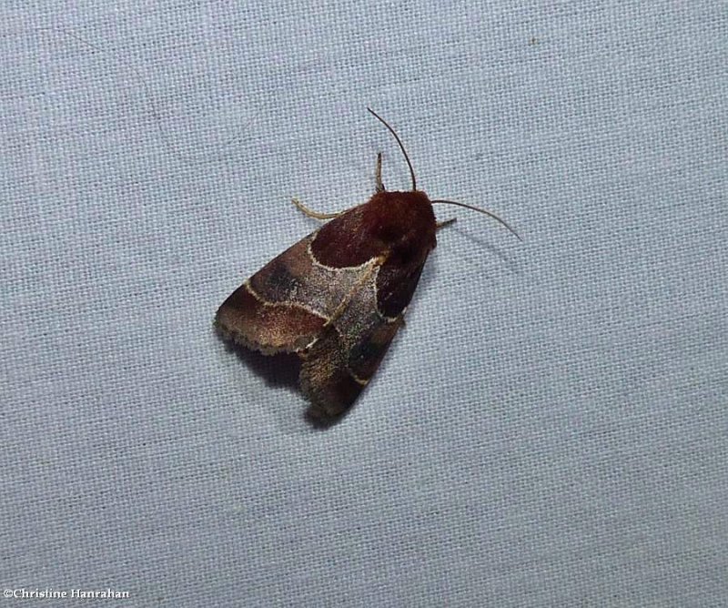 Arcigera flower moth (Schinia arcigera), #11128