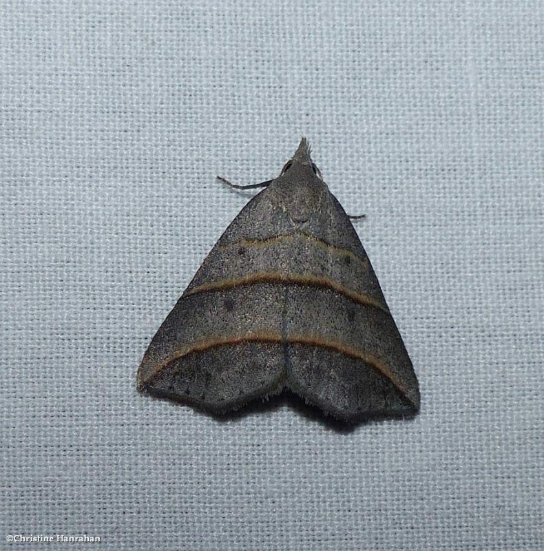 Yellow-lined owlet moth  (Colobochyla interpuncta), #8411
