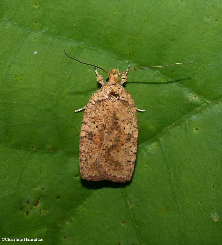 Thelma's agonopterix moth  (Agonopterix thelmae), #0884