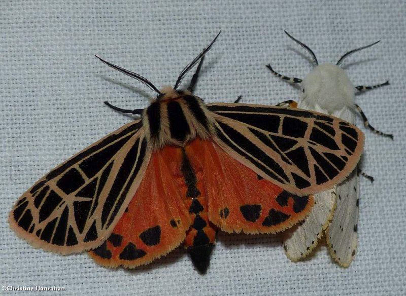Parthenice tiger moth  (Apantesis parthenice), #8197