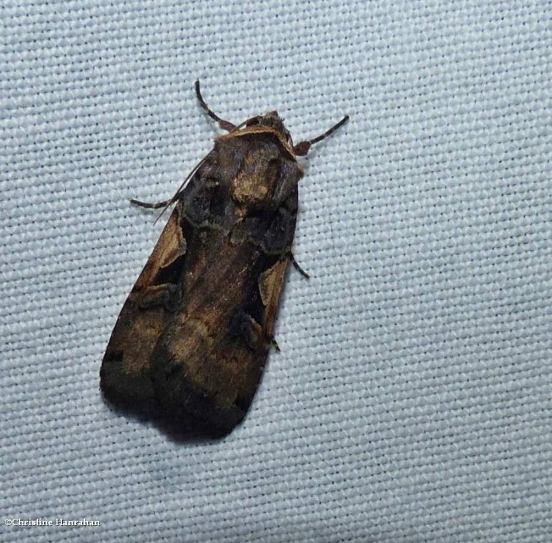 Lesser black letter dart moth (Xestia c-nigrum), #10942