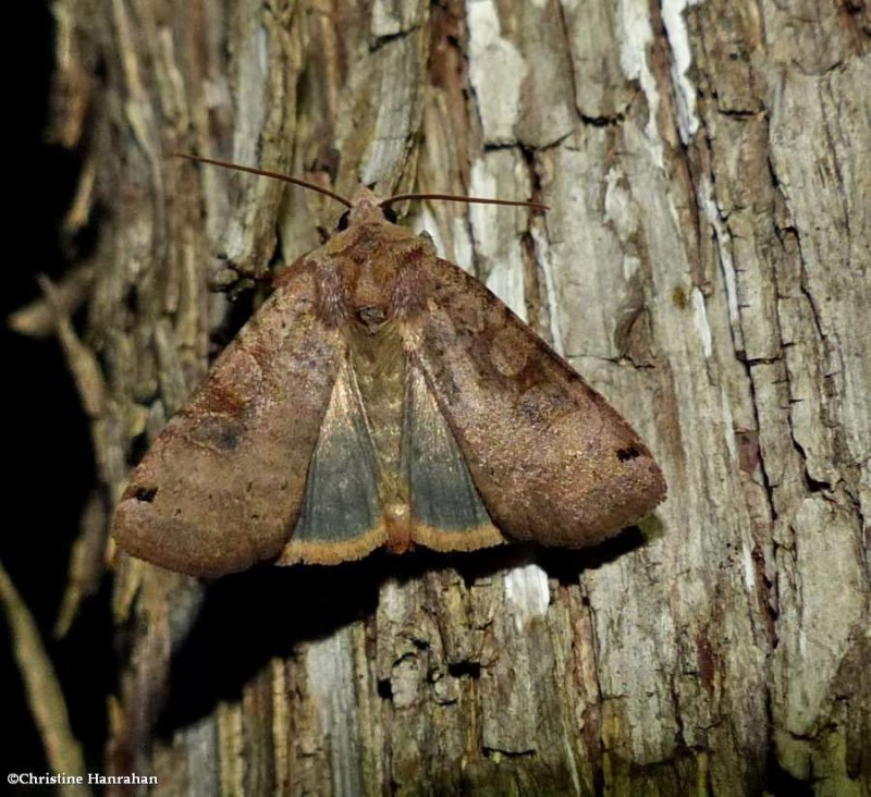 Smith's dart moth (Xestia smithii),  #10944