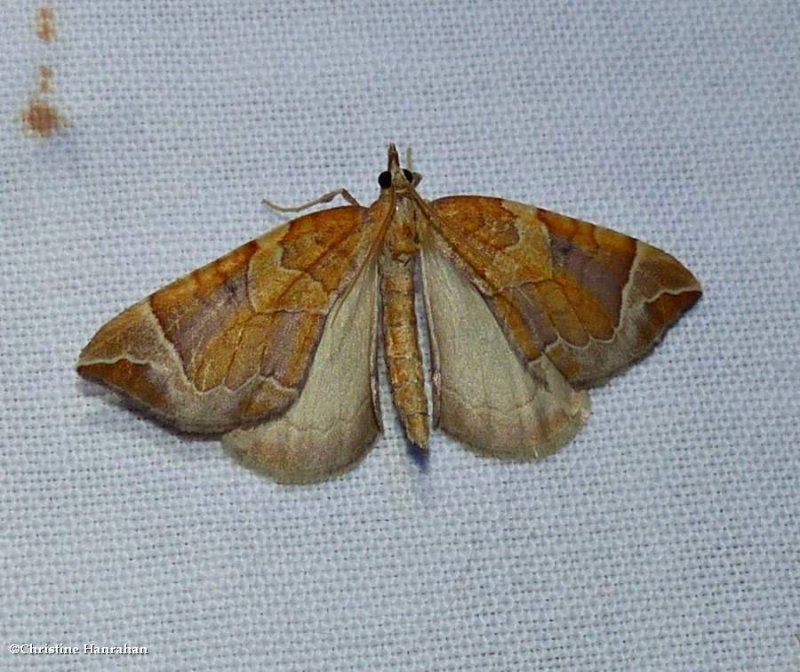 The chevron moth  (Eulithis testata), #7201