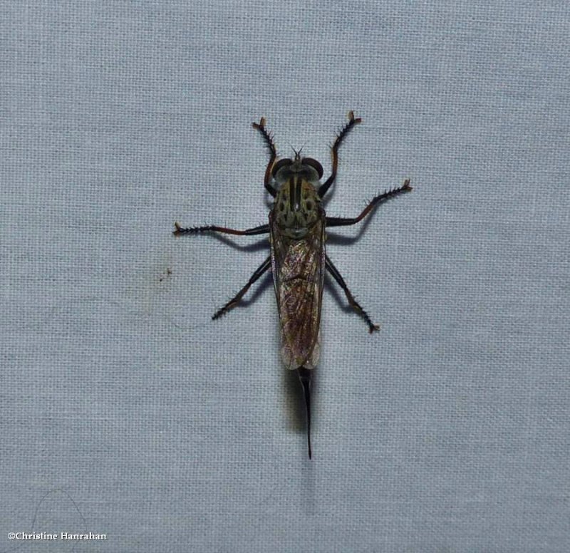 Robber fly (<em>Efferia</em> sp.)