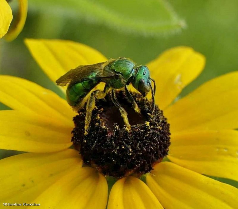 Pure green Augochlora sweat bee (Augochlora  pura)