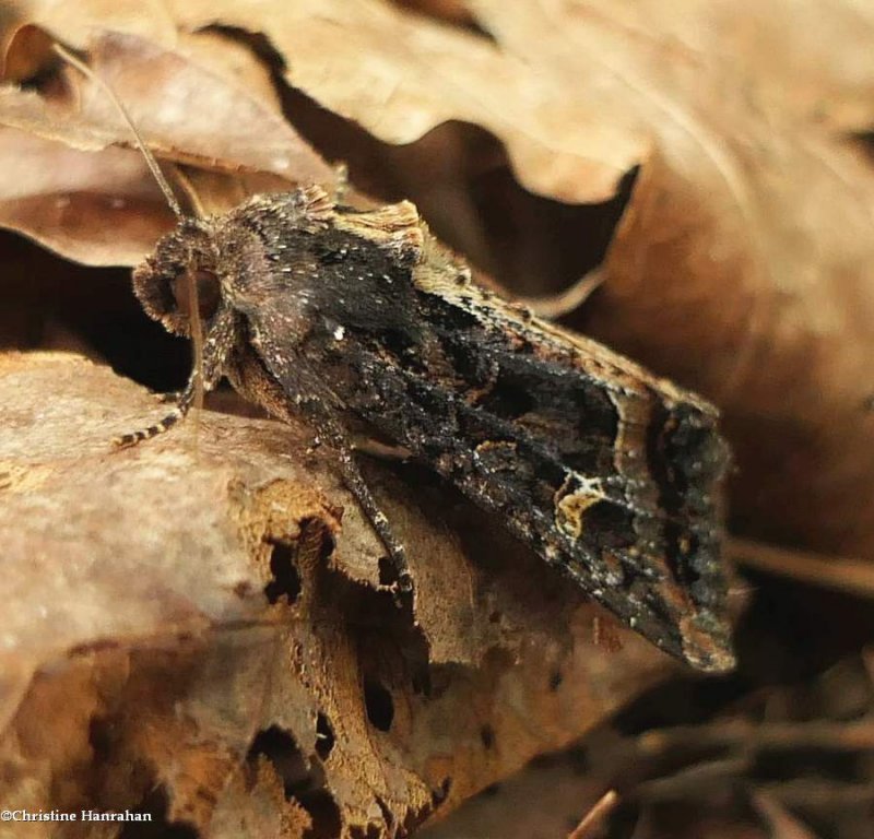 Kidney-spotted rustic moth (Helotropha reniformis), #9453