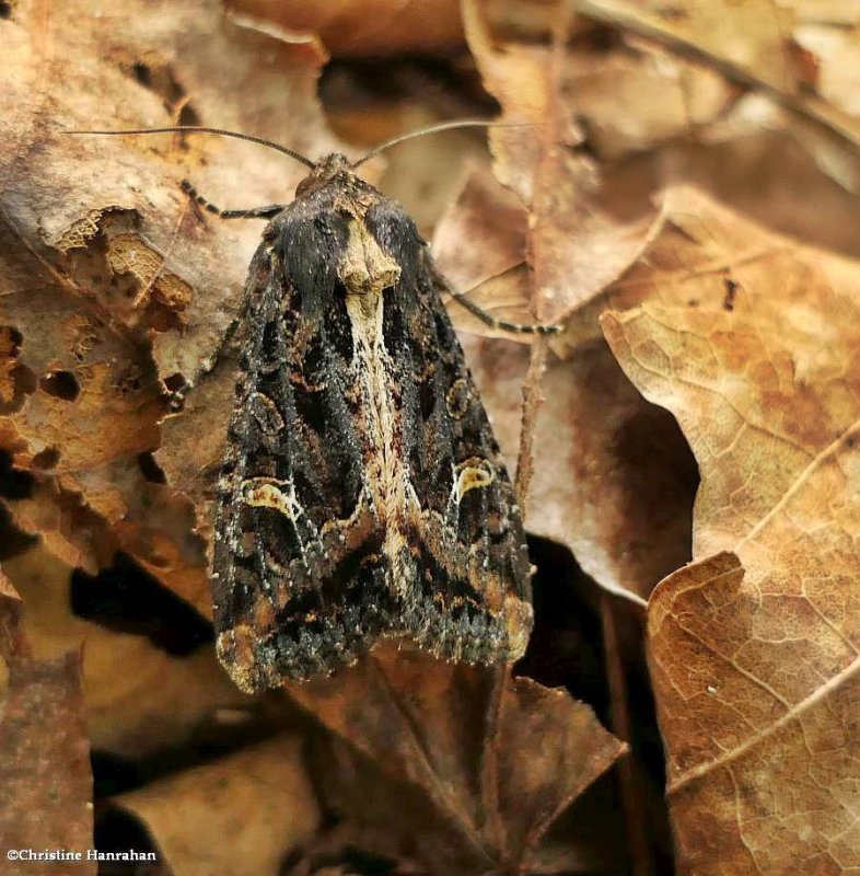 Kidney-spotted rustic moth (Helotropha reniformis), #9453