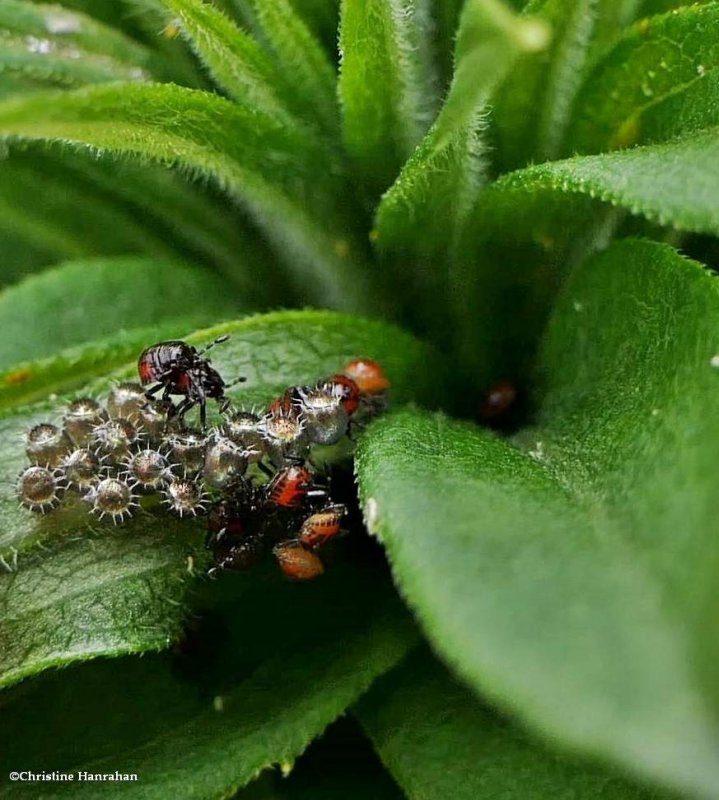 Predatory stink bugs- eggs and nymphs
