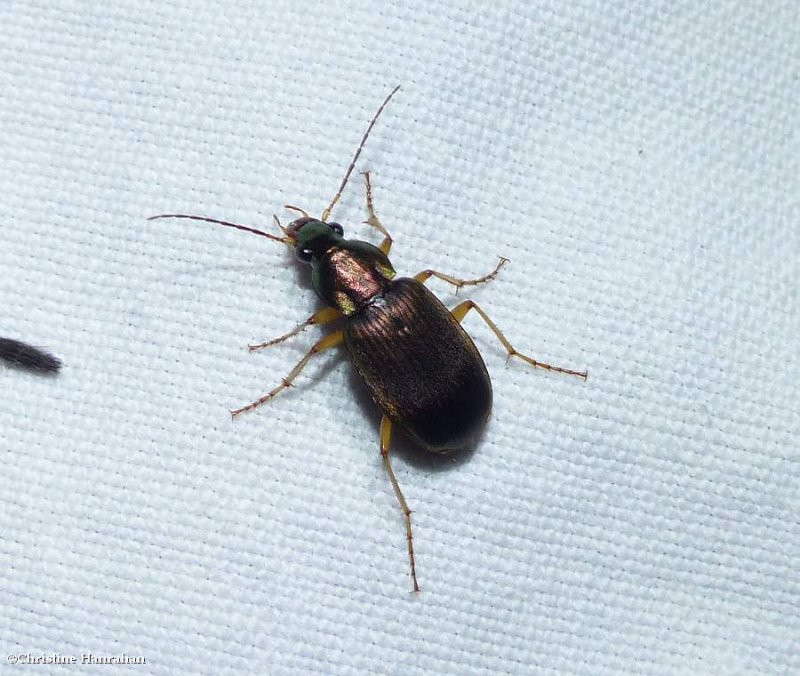 Vivid metallic ground beetle (Chlaenius)