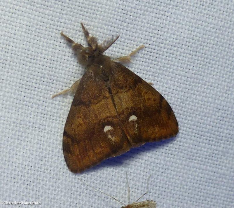 Rusty tussock moth   (Orgyia antiqua), #8308