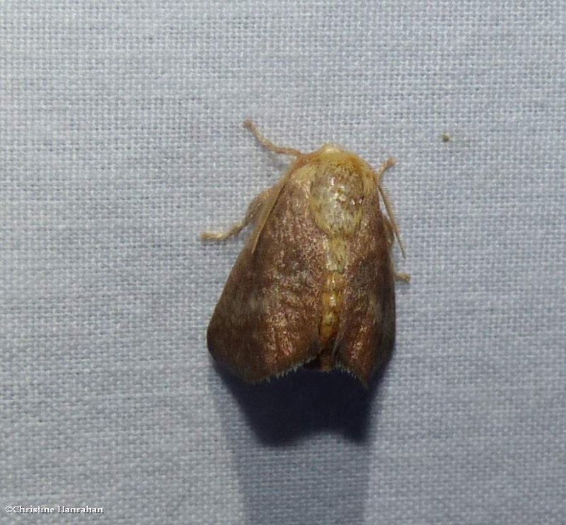 Crowned slug moth (Isa textula), #4681