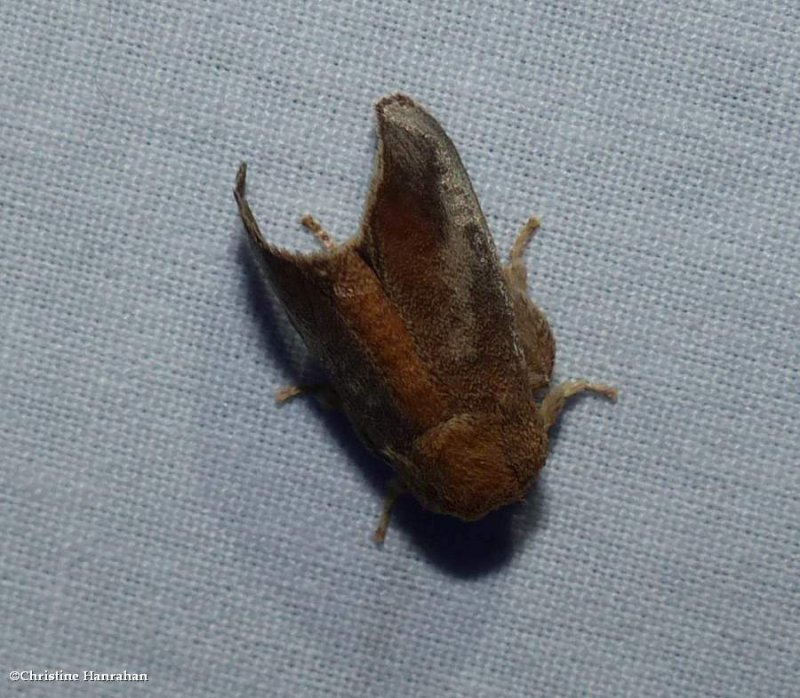 Crowned slug moth (Isa textula), #4681