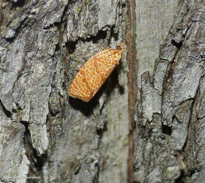 Four-lined leafroller moth (Argyrotaenia quadrifasciana), #3621
