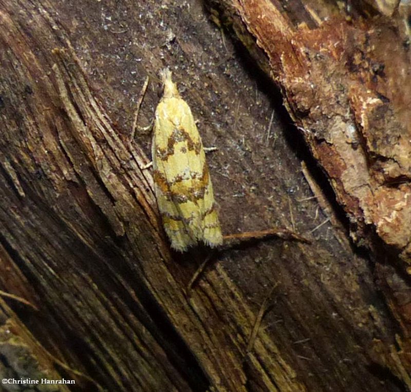 Tortricid moth (Phtheochroa vitellinana), #3825
