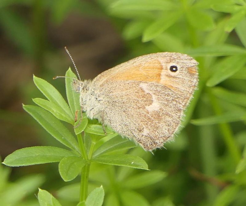 Common ringlet butterfly (Coenonympha tullia)