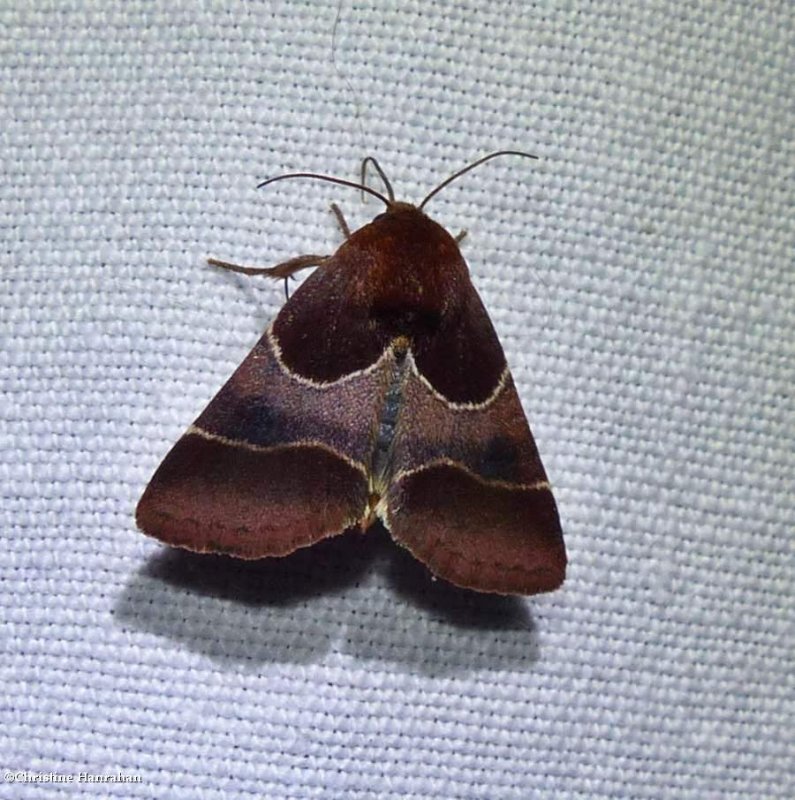 Arcigera flower moth (Schinia arcigera), #11128