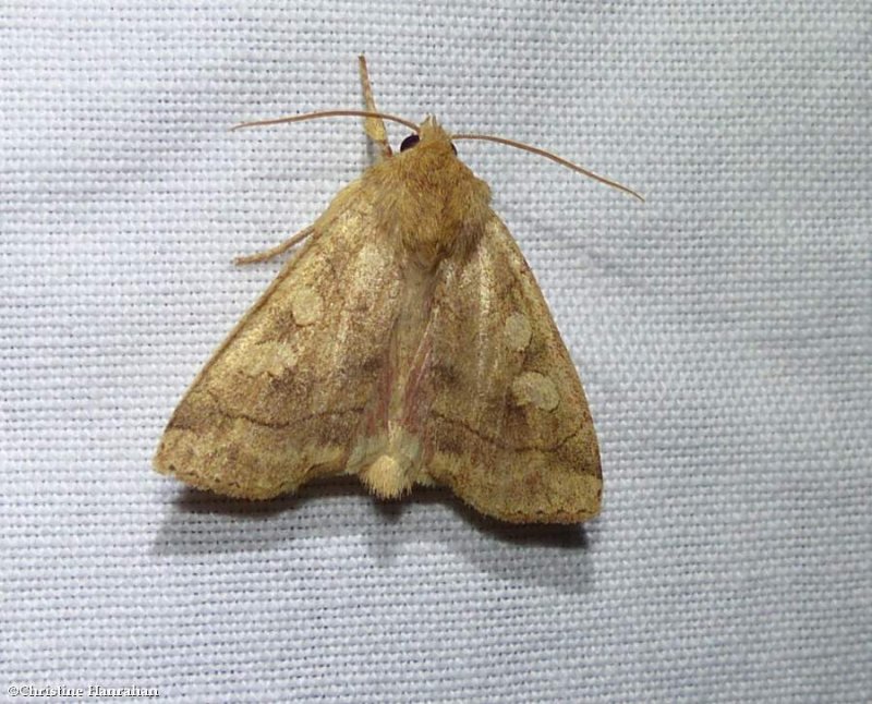 Pale enargia moth (Enargia decolor), #9549