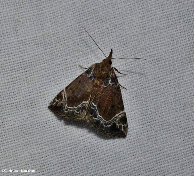 White-lined hypena  (Hypena abalienalis), #8445
