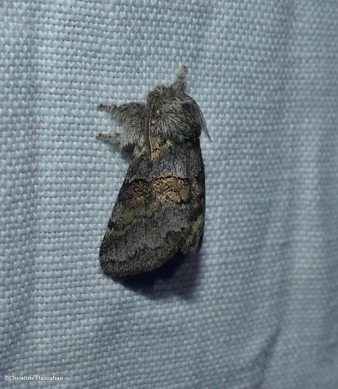 Common gluphisia moth (Gluphisia septentrionis), #7931