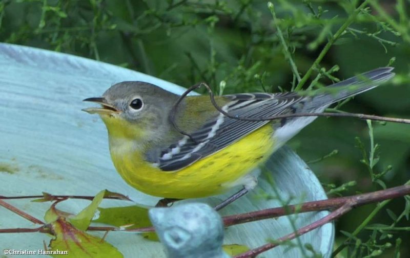 Magnolia warbler