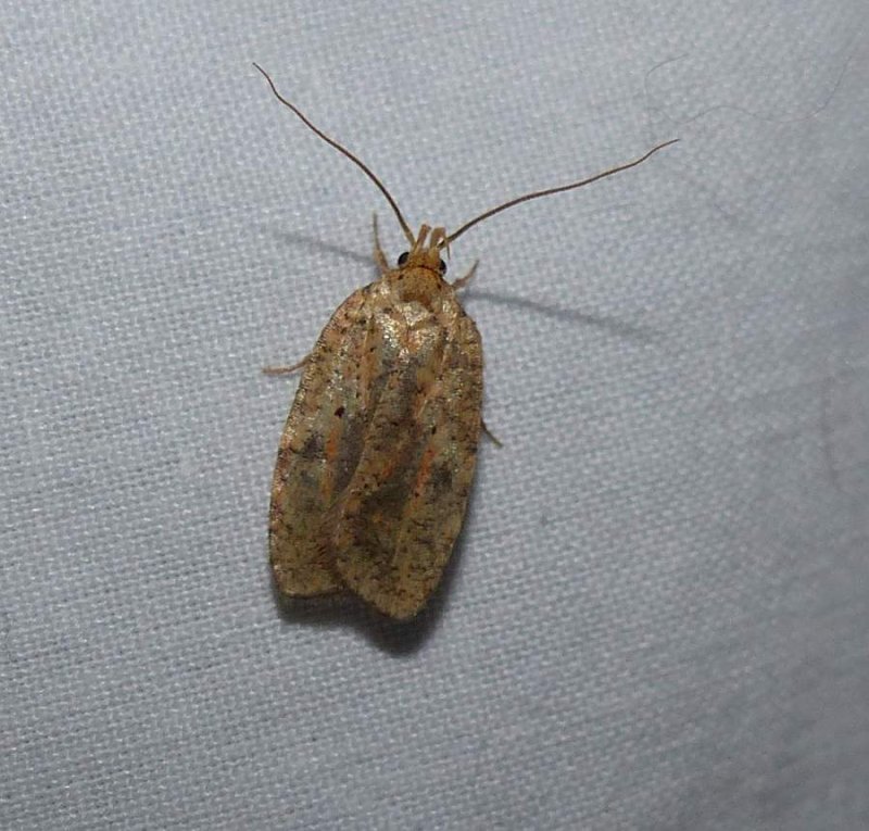Four-dotted agnopterix moth (<em>Agonopterix robiniella</em>), #0882
