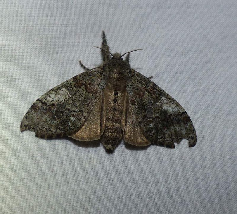 Yellow-based tussock moth  (Dasychira basiflava), #8296