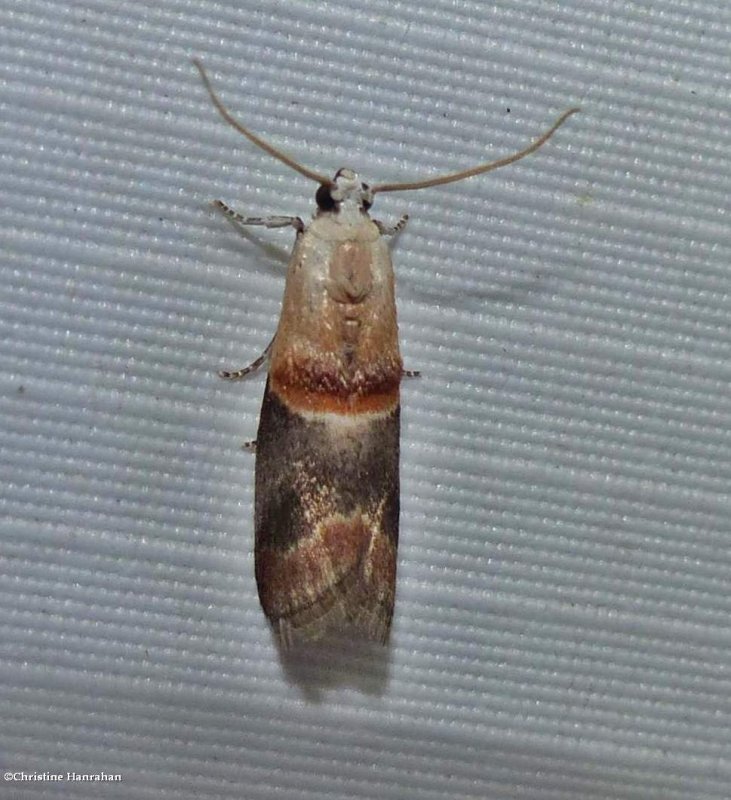 Pyralid moth (Acrobasis caryalbella), #5660