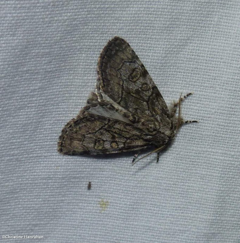 The brother moth  (Raphia frater), #9193