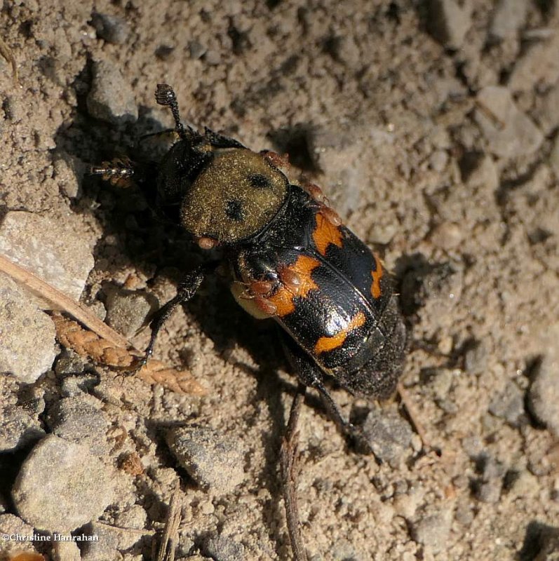 Tomentose burying beetle (Nicrophorus tomentosus)