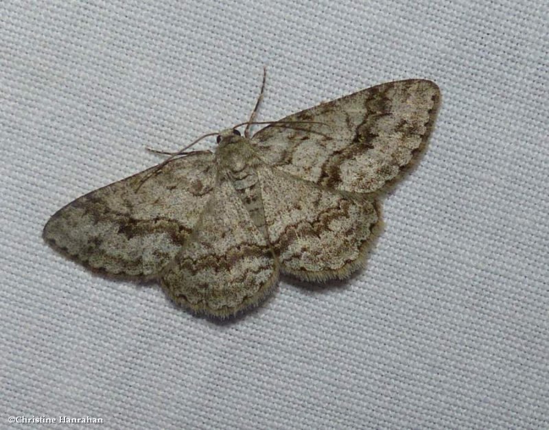 Small engrailed moth  (Ectropis crepuscularia), #6597