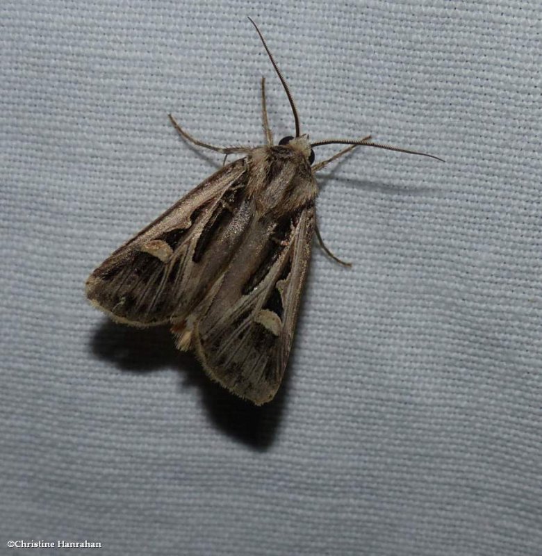 Dingy cutworm moth (Feltia jaculifera) , #10670 