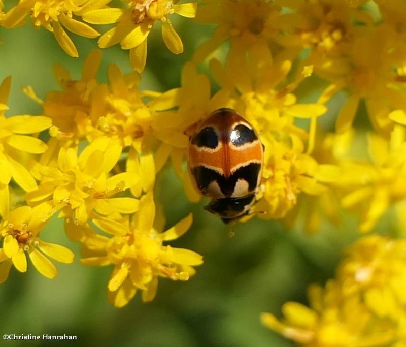 Hieroglyphic lady beetle (<em>Coccinella hieroglyphica</em>)