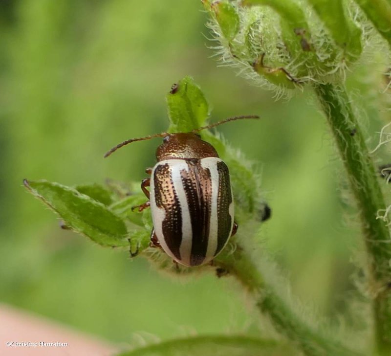 Calligrapha beetle (Calligrapha bidenticola)