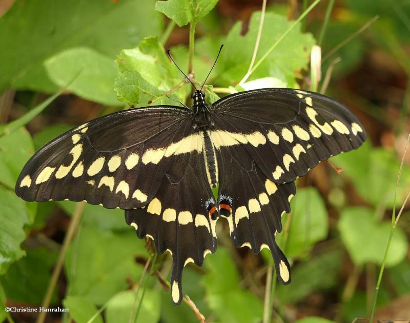 Giant swallowtail    (Papilio cresphontes)