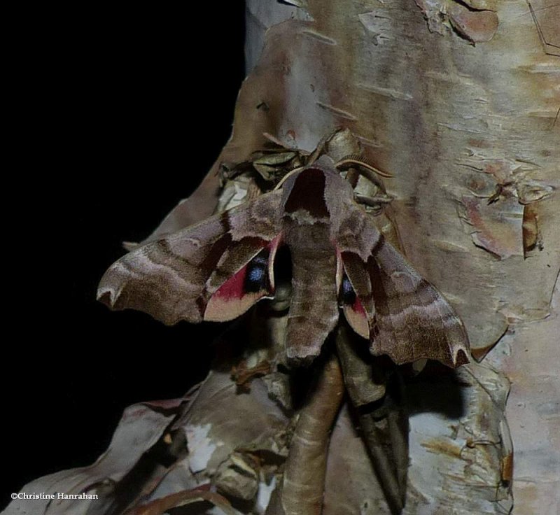 Twin-spotted sphinx   (Smerinthus jamaicensis,   #7821