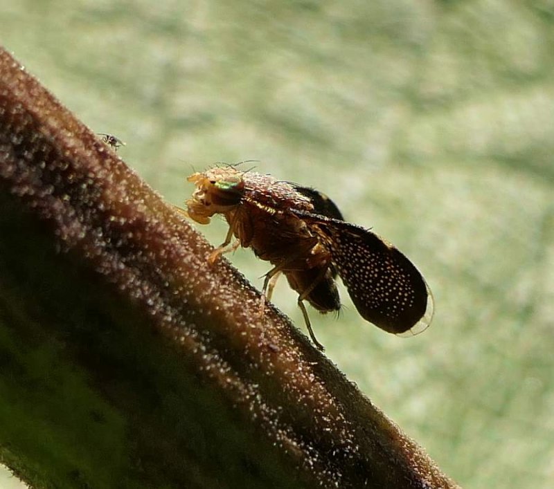 Fruit fly (Eutreta)