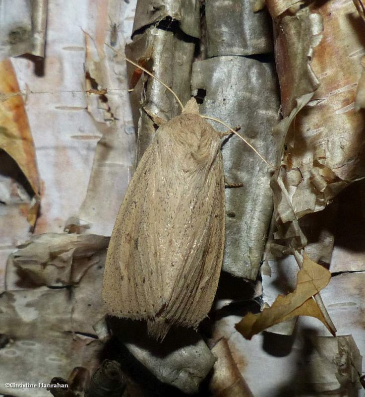 Oblong sedge borer moth (Globia oblonga), #9449