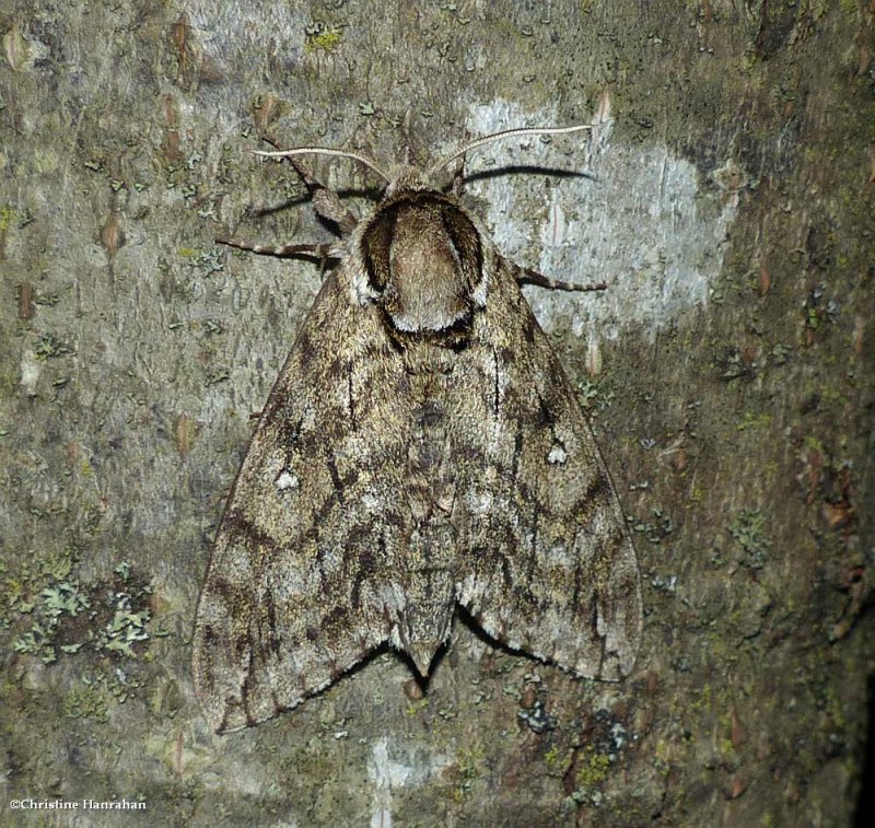 Waved sphinx moth  (Ceratomia undulosa), #7787