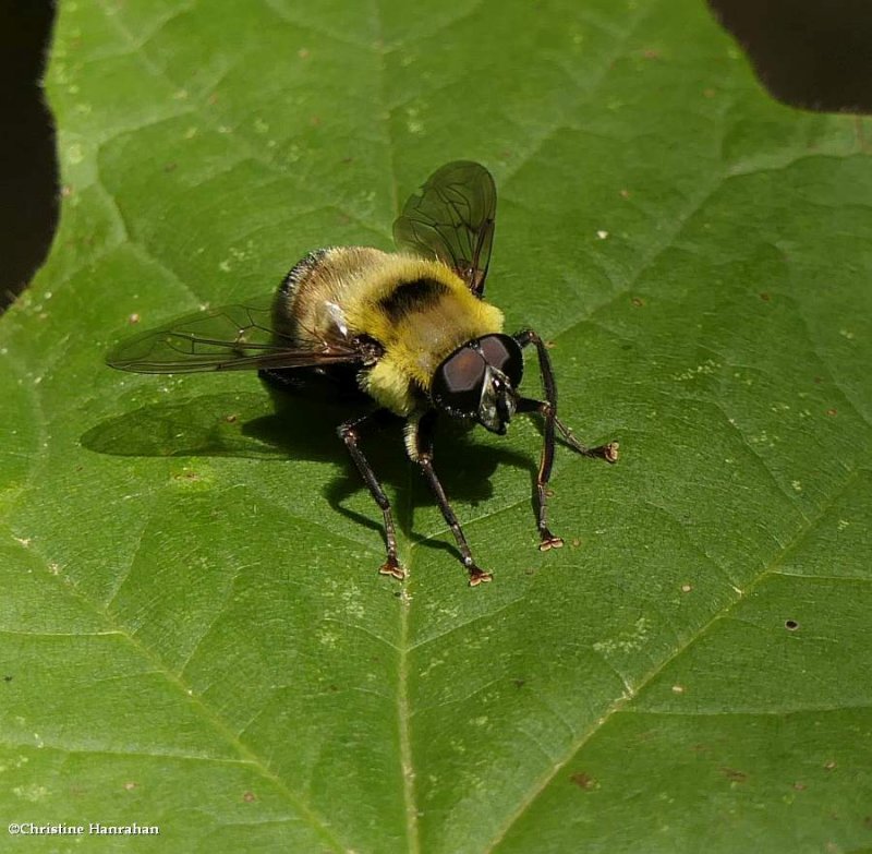 Hover fly (Mallota posticata)