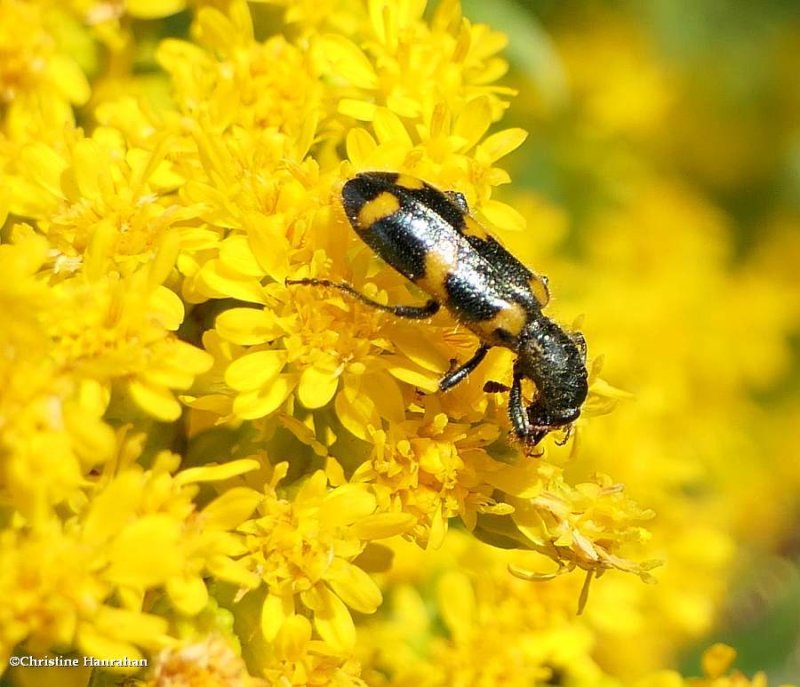 Checkered beetle  (Trichodes nuttalli)