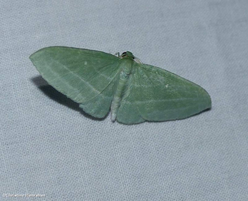 The badwing moth  (Dyspteris abortivaria), #7648